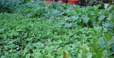 Особенности выращивания и ухода за шпинатом Когда сеять шпинат