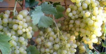 Сорта винограда для башкирии