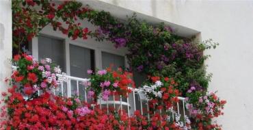 Cilat lule dhe bimë mund të rriten në kutitë e ballkonit gjatë verës?