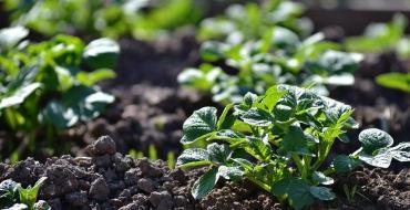 Temperatura e përshtatshme për mbjelljen dhe rritjen e patateve Në çfarë temperature mbijnë patatet në tokë?